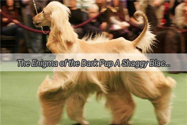 The Enigma of the Dark Pup A Shaggy Black Wonder Unveiled